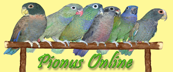 Pionus Online