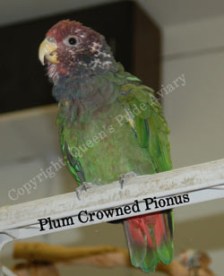 Plum Crowned Pionus - Copyright: Queen's Pride Aviary